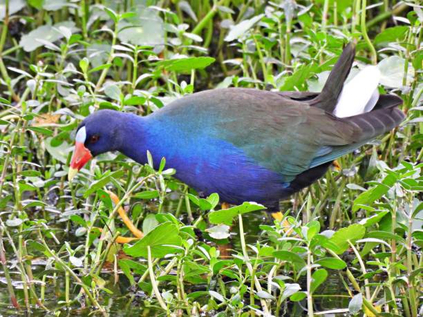 istock Purple Gallinule (Porphyrio martinica) -foraging in the water plants 1455388313