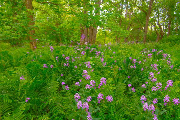 istock Wild Flowers along a woods edge-Howard County Indiana 1455389039