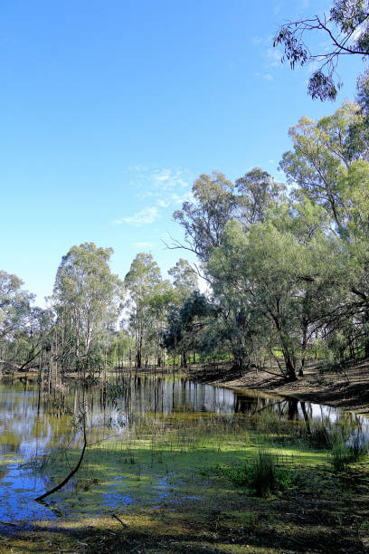 istock Euston,  New South Wales, Australia 1455389085