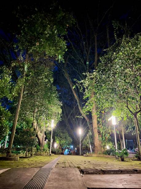 istock Night in the city park 1455390942