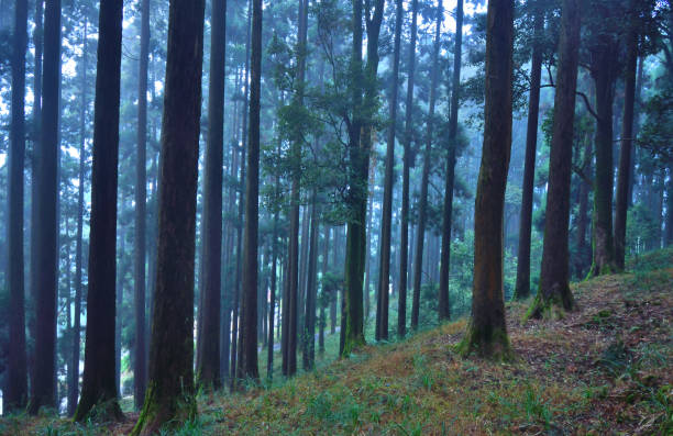 istock Tall pine trees covered in mist at Dow hill road in Kurseong. 1455392850