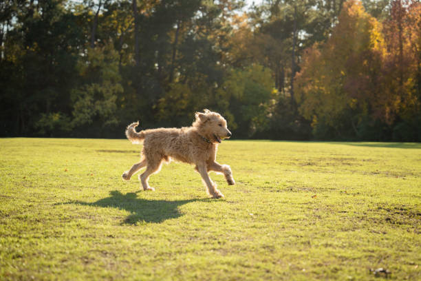 istock Goldendoodle running in a park 1455392959