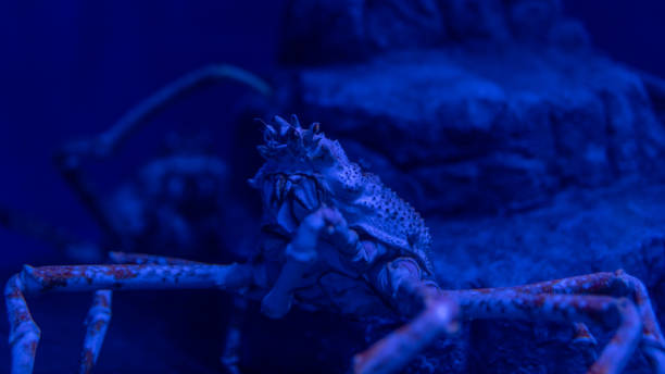 istock Japanese spider crab standing quietly in the deep sea 1455393037