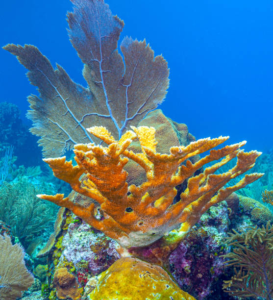 istock Caribbean coral garden, Roatan 1455394788