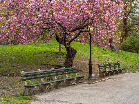 istock Central Park in spring 1455394817