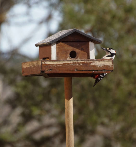 istock Close up of woodpecker perching on feeder 1455394828