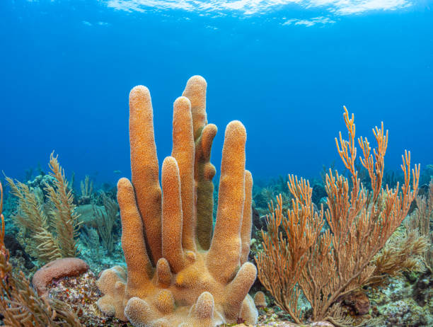 Caribbean coral garden, Roatan stock photo