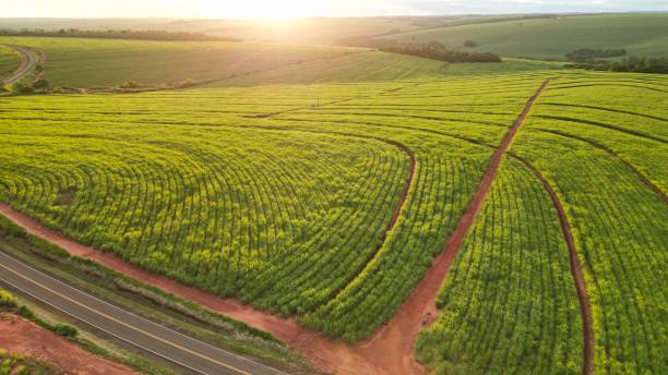 istock Aerial plantation sugar cane 1455394958