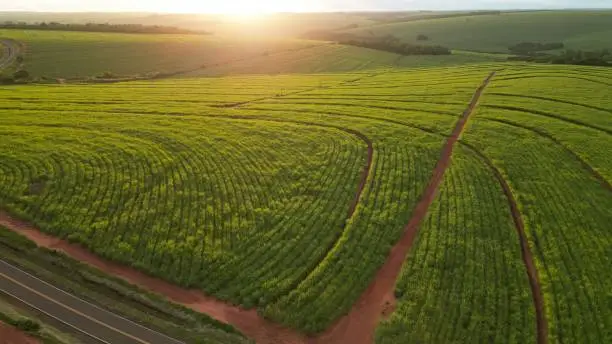 Sugar cane hasvest plantation aerial. Aerial top view of a agriculture fields. Sugar Cane farm. Sugar cane fields view from the sky. Cana-de-açúcar produzindo energia renovável. Etanol. 4K.