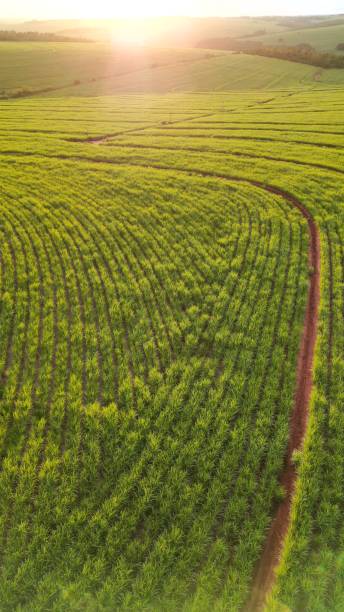 istock Aerial plantation sugar cane 1455394970