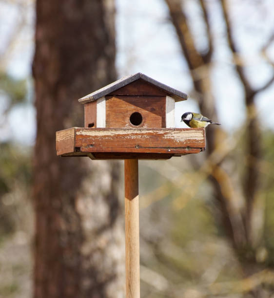 istock Close up of birdhouse on tree trunk 1455395008