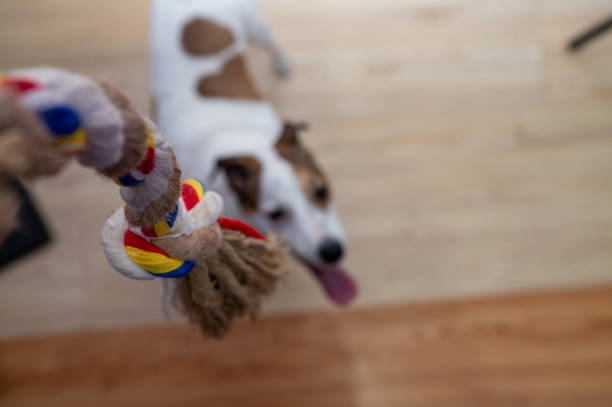 istock Selective focus on rope with dog seen staring 1455395051