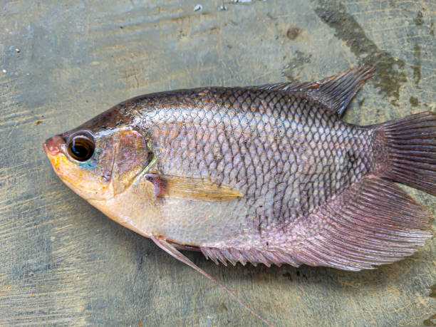 istock (Osphronemus gouramy) Fresh gourami fish isolated 1455396124