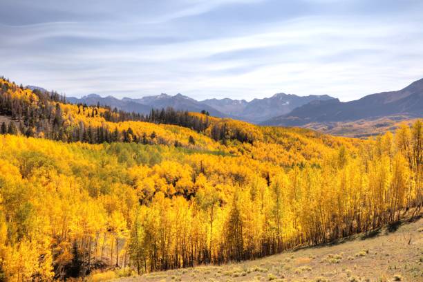 istock Telluride Colorado aspen trees fall colors 1455397059