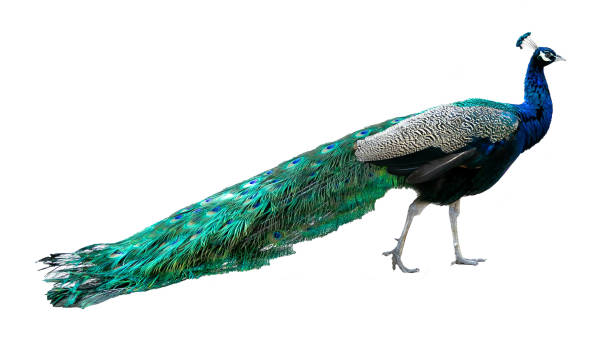 istock Indian male peacock. Peacock shows its colorful plumage 1455397128