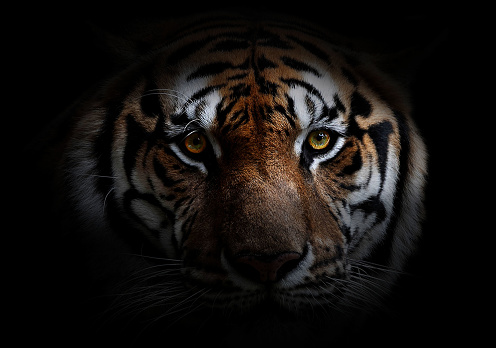 Portrait of tiger deep in the forest. It is laying down and staring into the distance. Characteristic pattern and texture of fur are clearly visible.