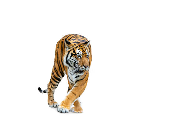 istock rRoyal Tiger (P. t. corbetti) isolated on white background, combined clipping path. Tiger staring at prey, hunter concept. 1455397130