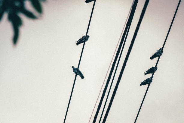 istock Pigeons lined up on power lines like musical notes. 1455397983