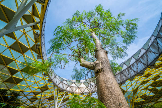 Low Angle View Of Trees And Buildings Against Sky ,this location is one of open park name   'lake garden \