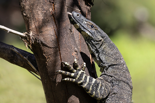 Australian Lace Monitor climbing Tree