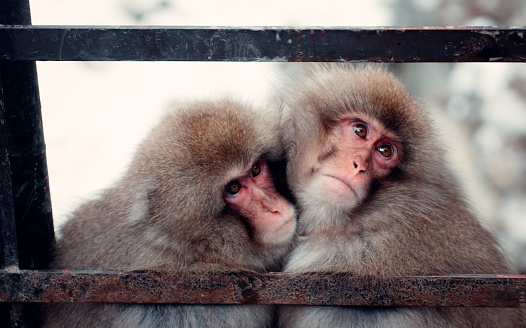 This adorable picture captures two young Japanese Macaques, also known as snow monkeys, cuddled up and holding each other for warmth and protection. These intelligent and social primates are native to Japan and are known for their adaptability and close-knit social bonds. The image showcases the playful and affectionate nature of these animals, making it a sweet and charming scene. The macaques' distinctive pink faces and dark fur are highlighted in the image, adding to their cute and lovable appearance. The Japanese Macaque is an important part of Japan's natural heritage and a beloved symbol of the country.