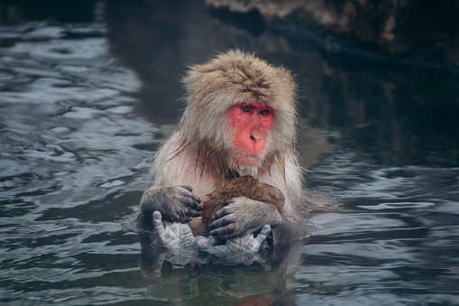 This heartwarming picture captures a Japanese Macaque, also known as a snow monkey, nursing her child in the warm waters of an onsen. The macaques, native to Japan, are known for their adaptability and intelligence, and have been observed using tools and even enjoying hot springs in the winter. The mother's nurturing behavior and the bond between parent and child are evident in the image, making it a tender and poignant moment. The snow monkey's thick coat of fur keeps them warm in the cold mountain climates where they are native, but they still seek out the additional warmth of the onsens during the winter months. The sight of these unique primates enjoying the onsens is a popular tourist attraction in Japan.