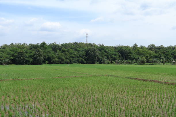 istock view of the rice 1455400937