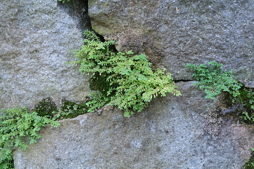 moss plants, green wild grass that sticks to the rock walls