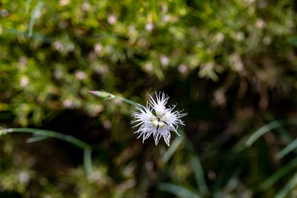 istock Dianthus hyssopifolius growing in mountains 1455401146