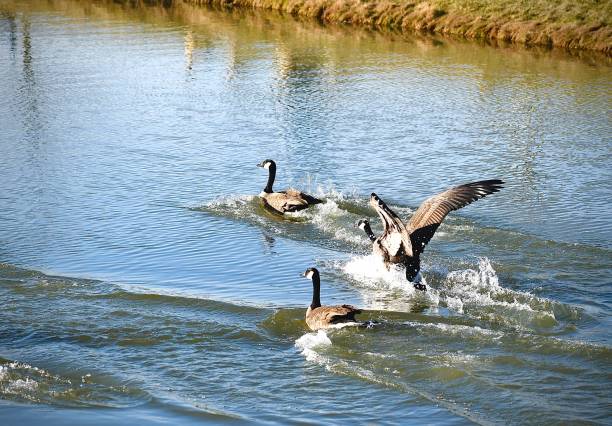 Two Goose Welcoming Committee