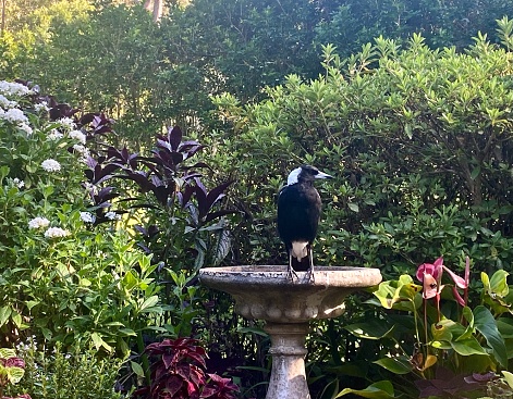 Horizontal country garden with black and white magpie bird sitting on bird bath surrounded by green flowering summer in Australia