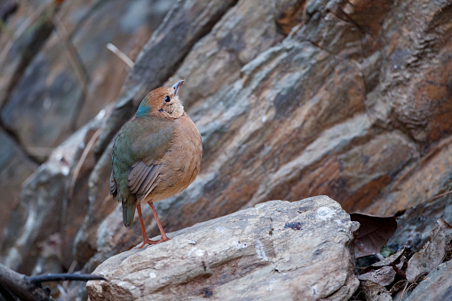 Beautiful pitta bird, adult female Blue naped pitta, uprisen angle view, side shot, foraging in the morning on the rock of the foothill in nature of tropical moist montane forest, northern Thailand.