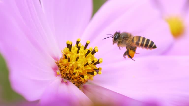 Wild bee approaching pink flowers in green field.