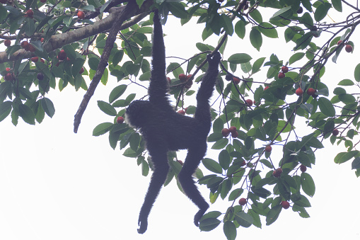 Closed up adult Agile gibbon, also known as black-handed gibbon, uprisen angle view, front shot, in the morning foraging and hanging on the branch of tropical fruit tree in nature of tropical rainforest, wildlife sanctuary in southern Thailand.