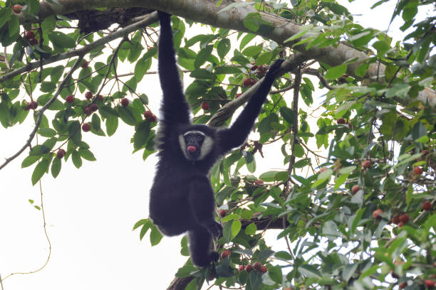 tier : adulter agiler gibbon (hylobates agillis), auch bekannt als schwarzhandgibbon. - gibbon rainforest animal ape stock-fotos und bilder