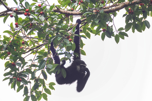 The great ape gibbon hangs prostrate on a tree, holding on to the branches with its hands. A family of primates found in Southeast Asia.