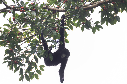 Closed up adult Agile gibbon, also known as black-handed gibbon, uprisen angle view, front shot, in the morning foraging and hanging on the branch of tropical fruit tree in nature of tropical rainforest, wildlife sanctuary in southern Thailand.