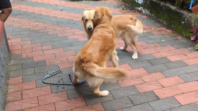 two golden retriever dogs playing