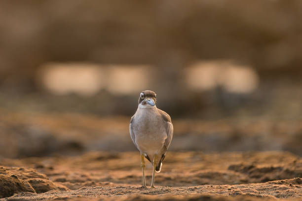 Closed up the sea bird, adult Beach thick-knee also known as Beach stone-curlew, low angle view, front shot, in the warm morning light walking on the coastline covered with sand in nature of tropical climate, on the small islands of Andaman Sea, southern Thailand.