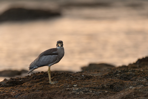 Closed up the sea bird, adult Beach thick-knee also known as Beach stone-curlew, low angle view, side shot, in early morning standing on the coastline covered with sand in nature of tropical climate, on the small islands of Andaman Sea, southern Thailand.