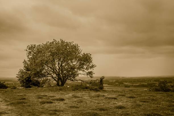 istock Beautiful view of a single tree in the meadow 1455405840