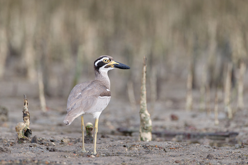 Closed up the sea bird, adult Beach thick-knee also known as Beach stone-curlew, low angle view, side shot, in the warm morning light walking on the coastline covered with root of mangrove trees in nature of tropical climate, on the small islands of Andaman Sea, southern Thailand.