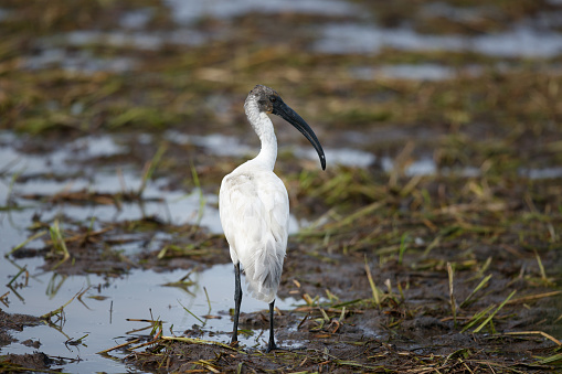 Beautiful wader bird, adult Black-headed ibis, also known as Oriental white ibis, Indian white ibis and Black-necked ibis, low angle view, rear shot, in the morning standing on the agriculture field covered with mudflat in nature of tropical climate, central Thailand.