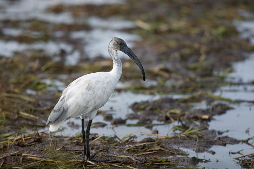 Beautiful wader bird, adult Black-headed ibis, also known as Oriental white ibis, Indian white ibis and Black-necked ibis, low angle view, side shot, in the morning standing on the agriculture field covered with mudflat in nature of tropical climate, central Thailand.