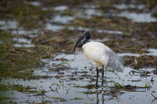 Beautiful wader bird, adult Black-headed ibis, also known as Oriental white ibis, Indian white ibis and Black-necked ibis, low angle view, side shot in the morning standing on the agriculture field covered with mudflat in nature of tropical climate, central Thailand.
