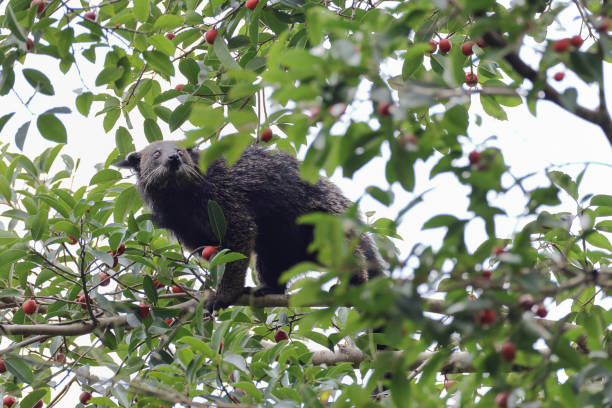 istock Animal : adult Binturong (Arctictis binturong), also known as bearcat. 1455406103