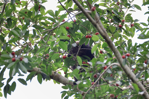 Closed up adult Binturong, also known as bearcat, uprisen angle view, side shot, in the morning foraging on the branch of tropical red fruit tree in nature of tropical rainforest under the clear sky, wildlife sanctuary in southern Thailand.