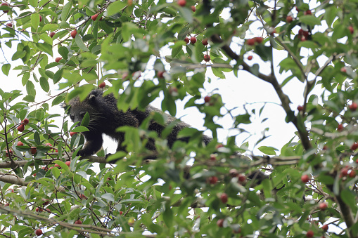 Closed up adult Binturong, also known as bearcat, uprisen angle view, front shot, in the morning foraging on the branch of tropical red ruit tree in nature of tropical rainforest under the clear sky, wildlife sanctuary in southern Thailand.