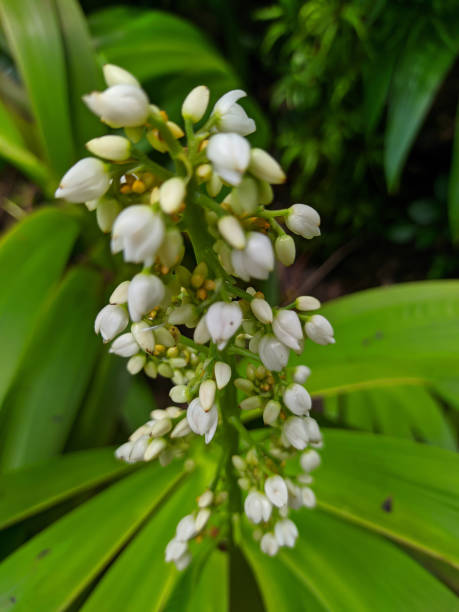 istock beautiful white xiphidium blurr suitable for template background 1455406150