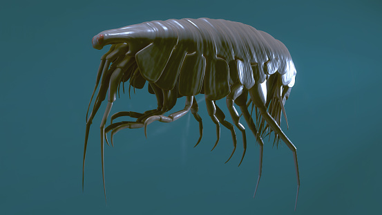 Deep Sea Paraoediceros Amphipod, 3D Rendered